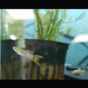Endler Male Assorted  (Poecilia wingei)
