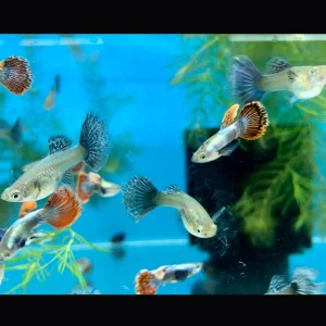 Fancy Guppy Pair Dumbo Mosaic