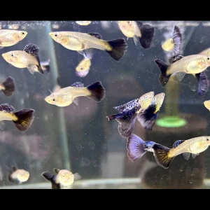 Fancy Guppy Pair Violet Cobra
