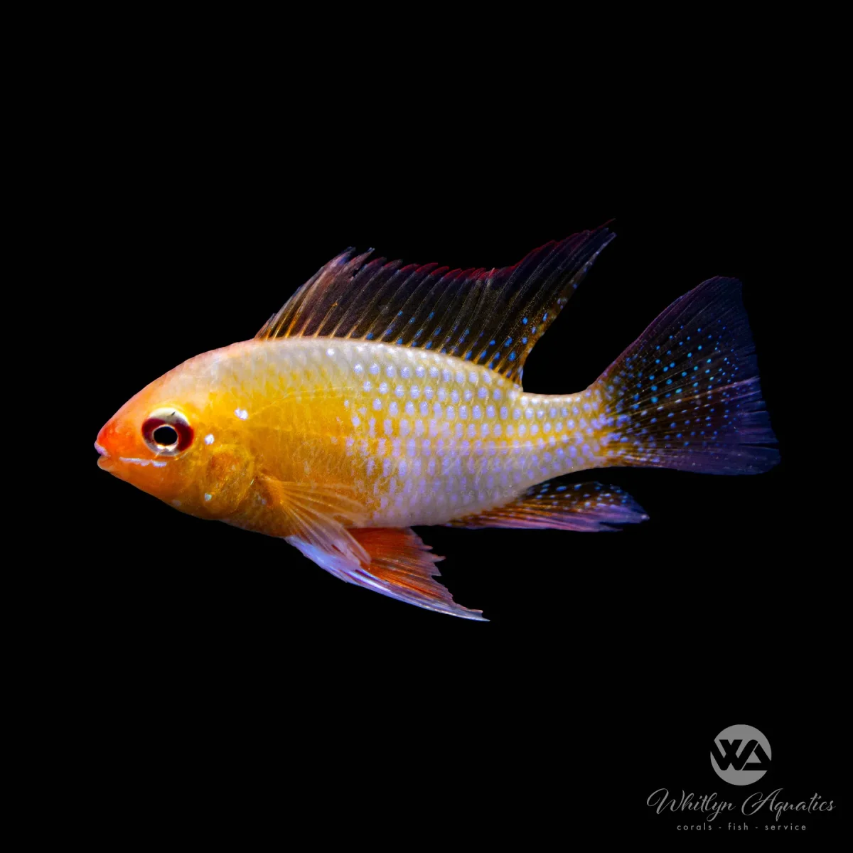 German Gold Ram - Mikrogeophagus ramirezi - Bild 2