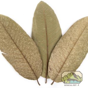 NewCal Guava Leaves 4"-7" (10 pack)