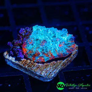 WA Ice Flame Chalice