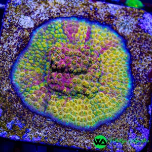WA Ironman Grafted Cyphastrea
