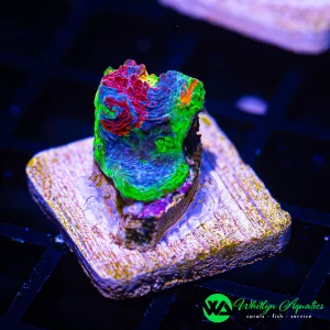 Jellybean Chalice WYSIWYG 2
