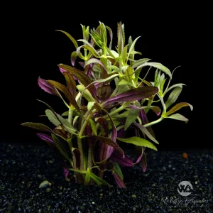 Limnophila aromatica (hippuridoides)