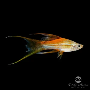 Marigold Lyretail Swordtail - Xiphophorus helleri