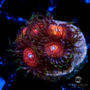 Nightcrawler Zoanthid (Aquacultured)