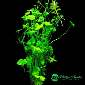 Hydrocotyle tripartita