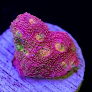 WA Pink Boobies Chalice