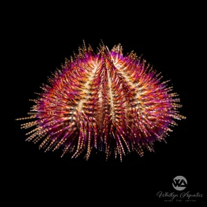Red Bell's Urchin - Salmacis belli
