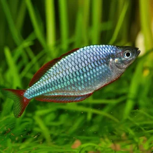 Praecox Dwarf Neon Rainbowfish (Melanotaenia praecox)