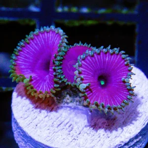 Purple Death Palythoa