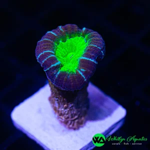 Purple & Green Trumpet “Candy Cane” Coral (WYSIWYG)