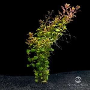 Rotala Macrandra 'Mini Pink'