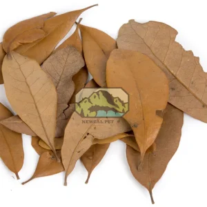 NewCal Live Dried Oak