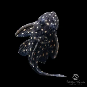 Snowball Pleco - L201 - Hypancistrus inspector