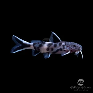 Synodontis Petricola