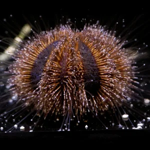 Blue Tuxedo Urchin - Mespilia globulus