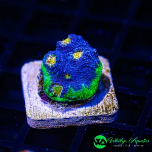 WA Blue Vortex Chalice WYSIWYG 1