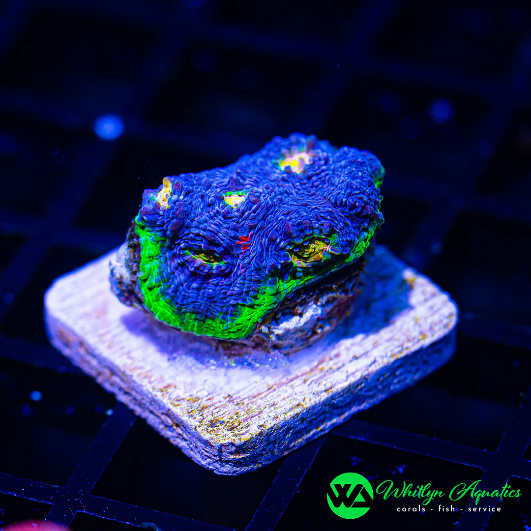 WA Blue Vortex Chalice - Bild 3