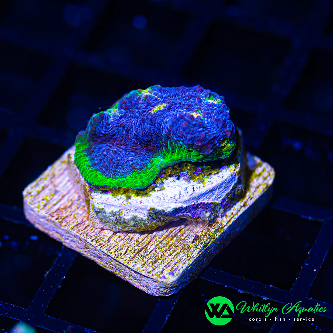 WA Blue Vortex Chalice - Bild 4