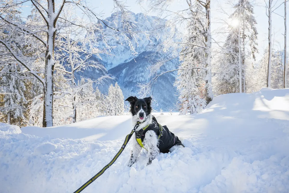 4 Season Elastic Leash - Bild 8