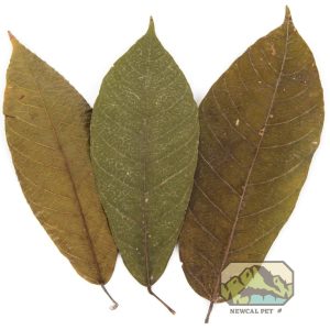 Cocoa Leaves 12"-15" (10 pack)