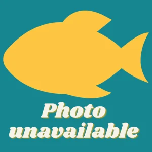Red Eye Golden Angelfish (Pterophyllum scalare) 5-6cm