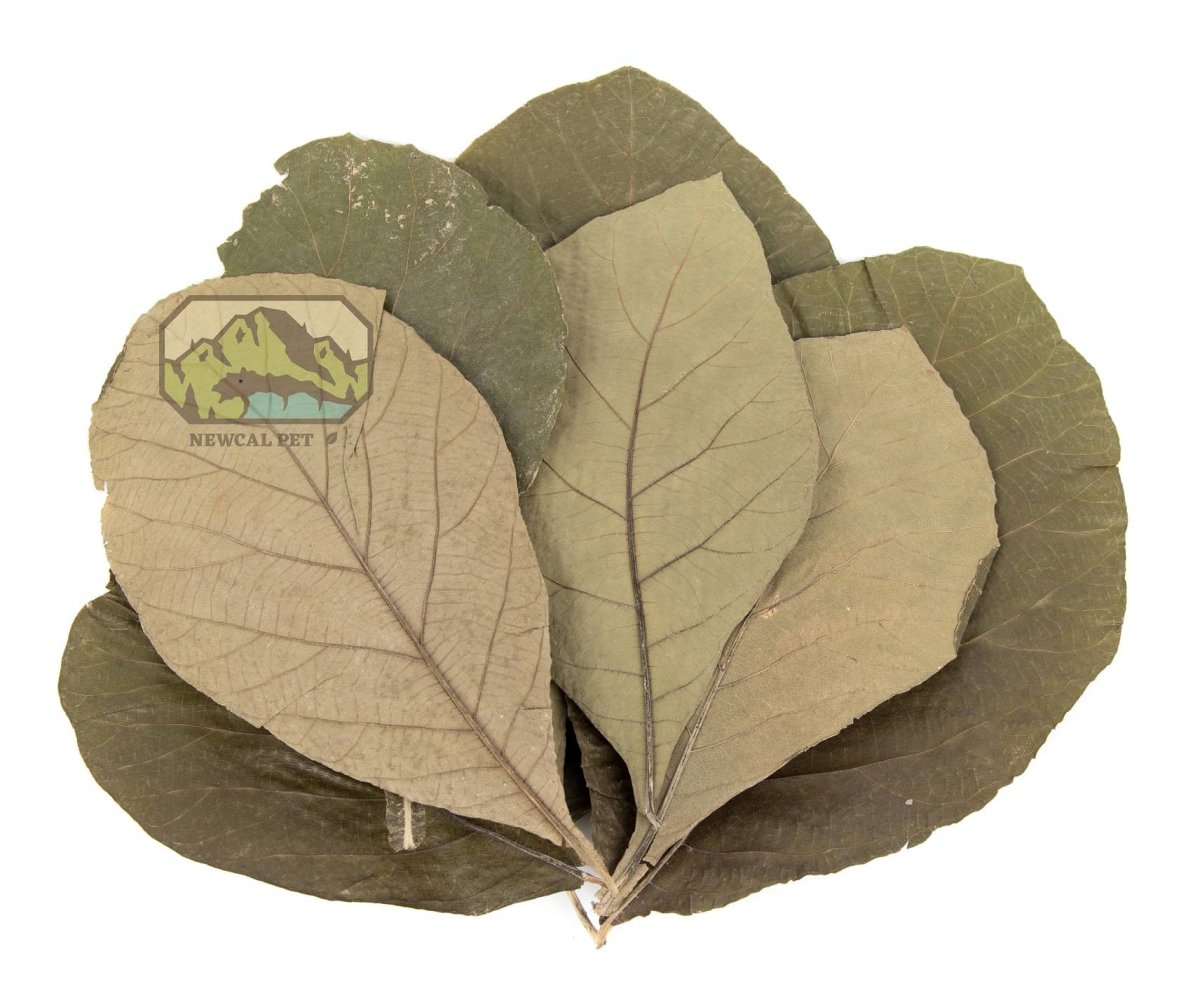 NewCal Teak Leaves 11"-14" (10 pack) - Bild 4